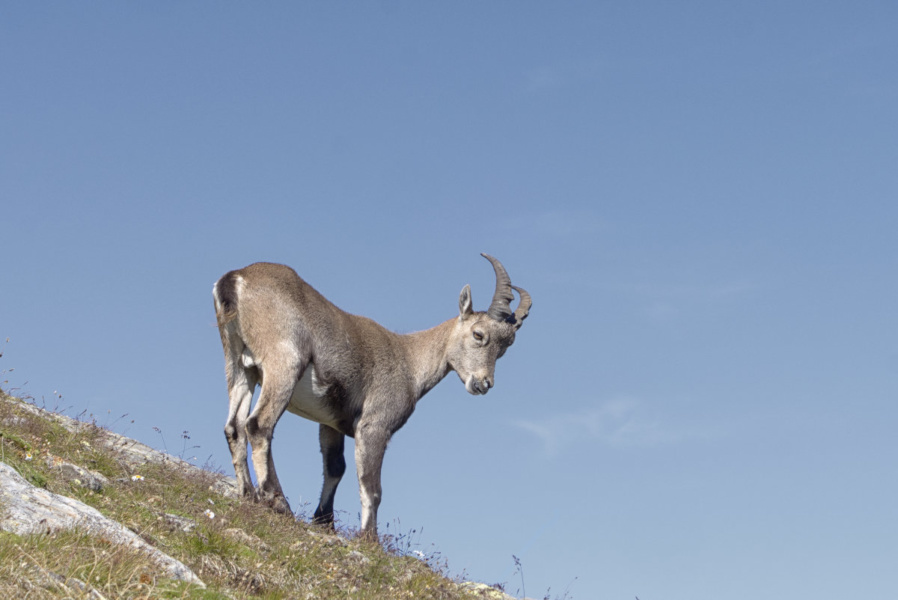 DSC5637 Kopie Steinbock