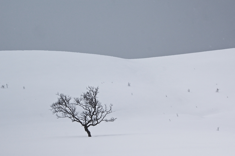 20190316Kvaloya DSC9873