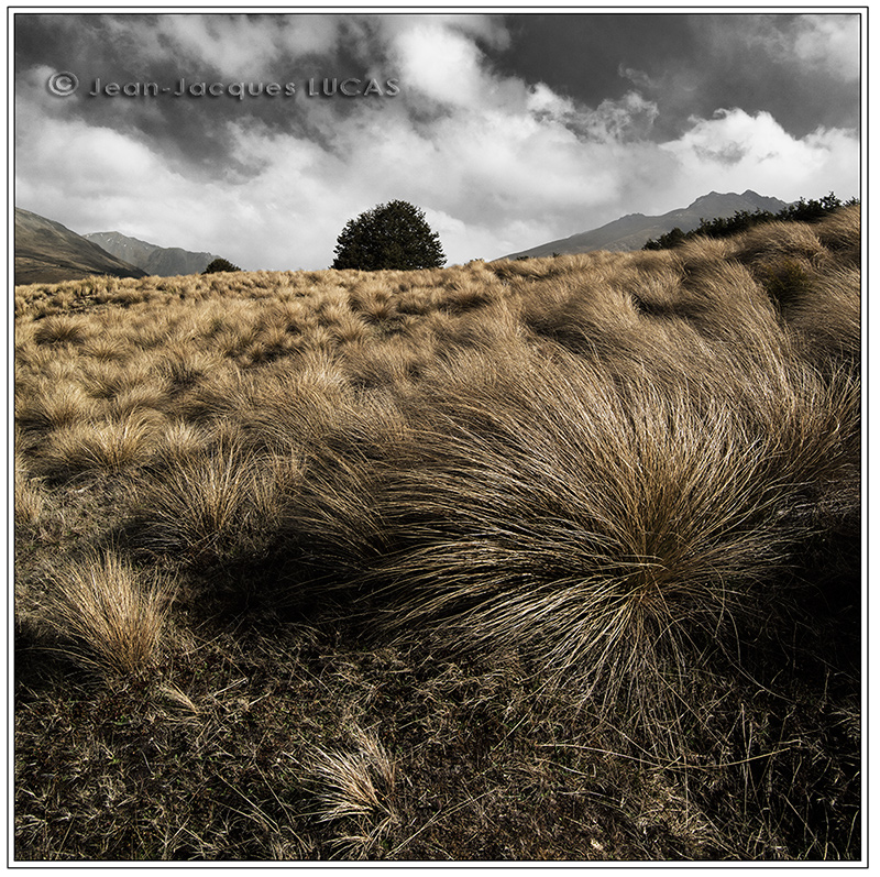 New Zealand 6 JL 9771 Kopie