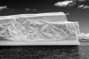 Icebergs devant Ilulissat