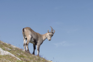 Bormio und Umgegend – Farbe