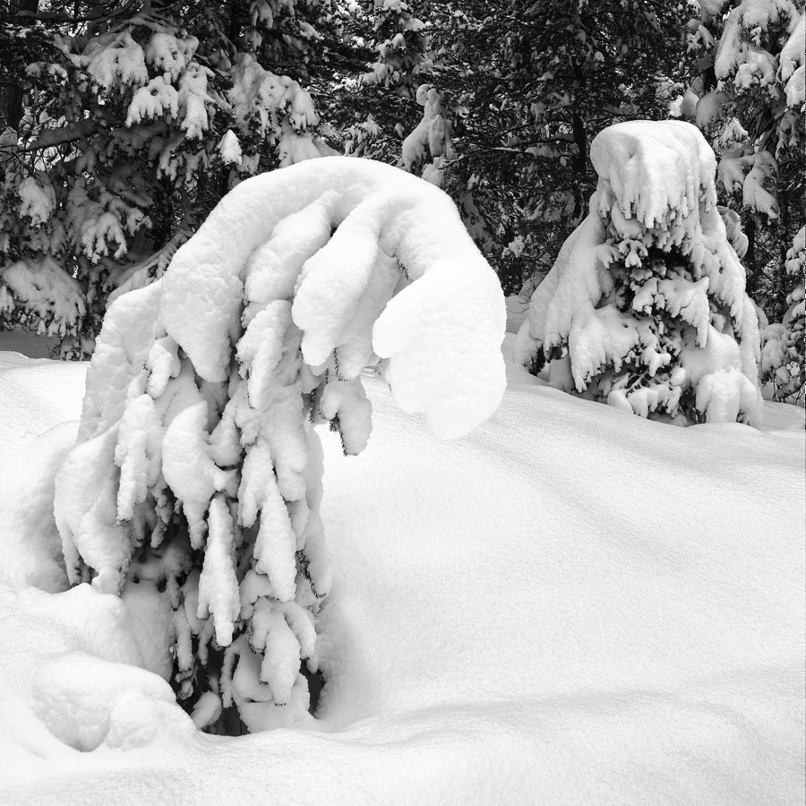 Hiver aux Grisons (Suisse) 2021 6 20210115 153834_5DS7470 Kopie