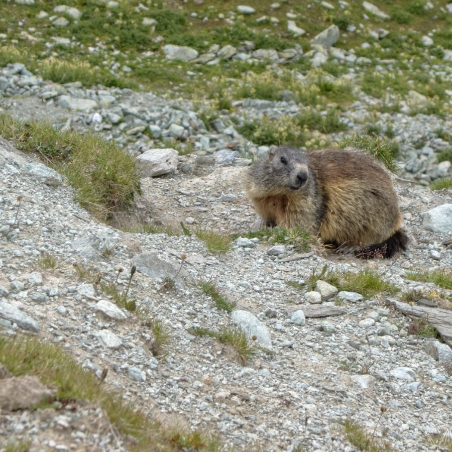 marmotte