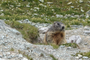 Marmot, at the track to Chamanna Jenatsch