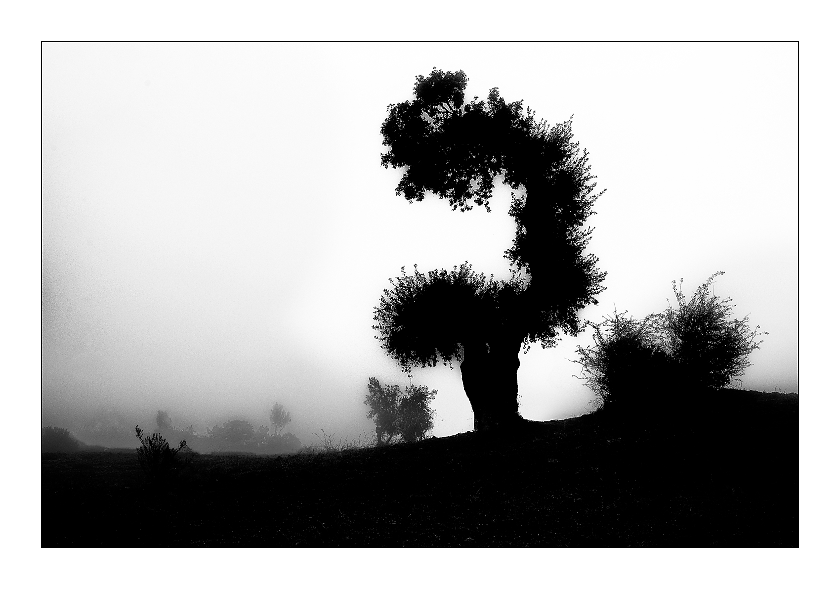 unrealistischer Baum im Nebel